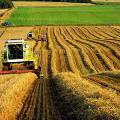 Российские фермеры назвали 2015 год самым успешным за пятилетку