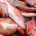 Таиланд находится под угрозой запрета на торговлю рыбой со стороны ЕС